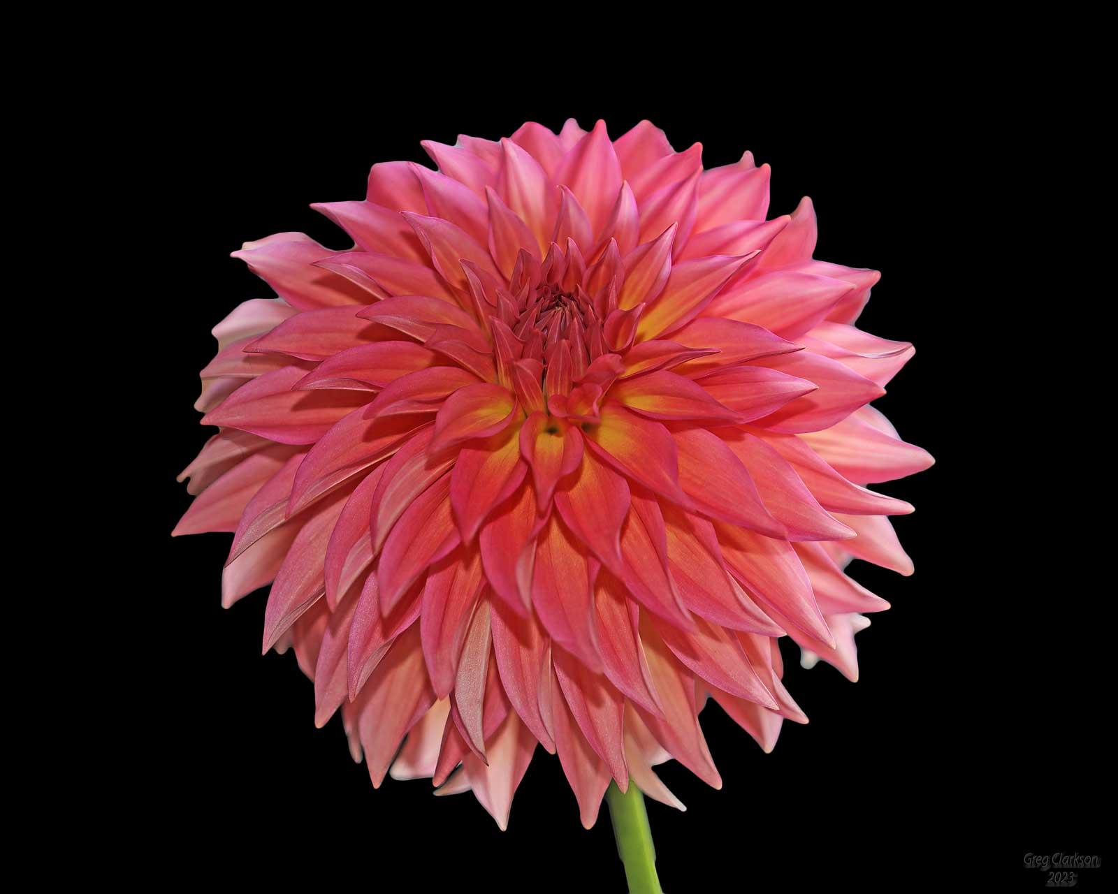 6A8A3314-E-GC image 6A8A3314-E-GC.jpg