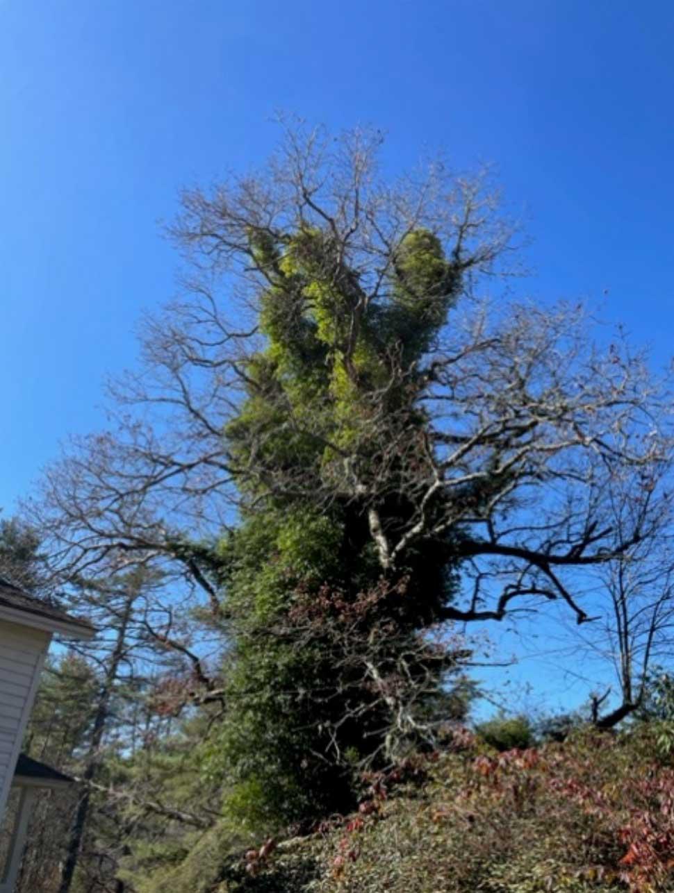 english-ivy image english-ivy.jpg