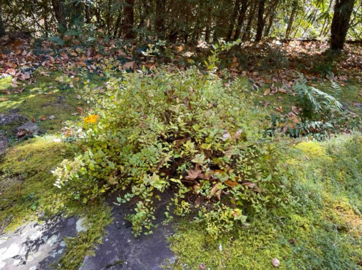 japanese-spirea image japanese-spirea.jpg